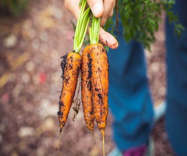 carrots fresh from the ground